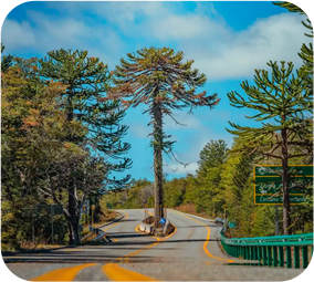 araucania